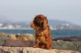 KING CHARLES SPANIEL 042